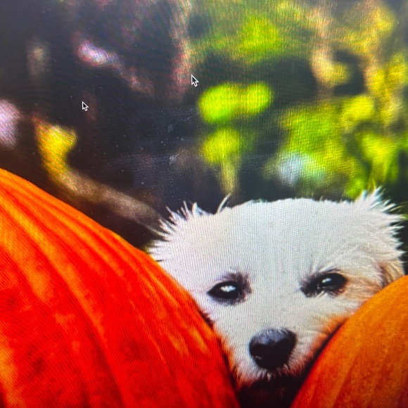 ANUSCHKA CALCUTTA INDIA-NWT $158.00            MASTERPIECE PAINTING TOOK 6 WEEKS - Picture 16 of 16